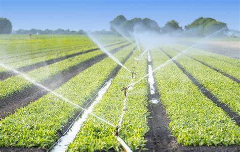 Recolección de agua de lluvia para riego.jpg Recolección de agua de lluvia para riego.jpg